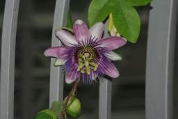 пассифлора (Passiflorae)