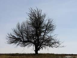 Дерево (груша)